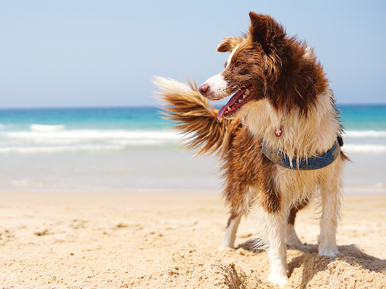 Bellissimo cane in spiaggia