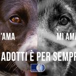 campagna-oipa-contro-abbandono