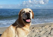 cane-al-mare-vacanze-sei-zampe