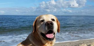 cane-al-mare-vacanze-sei-zampe