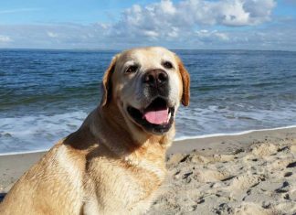Vacanze serene per cane e gatto cane-al-mare-vacanze-sei-zampe