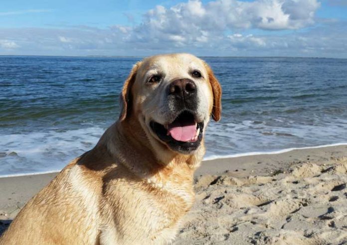 cane-al-mare-vacanze-sei-zampe