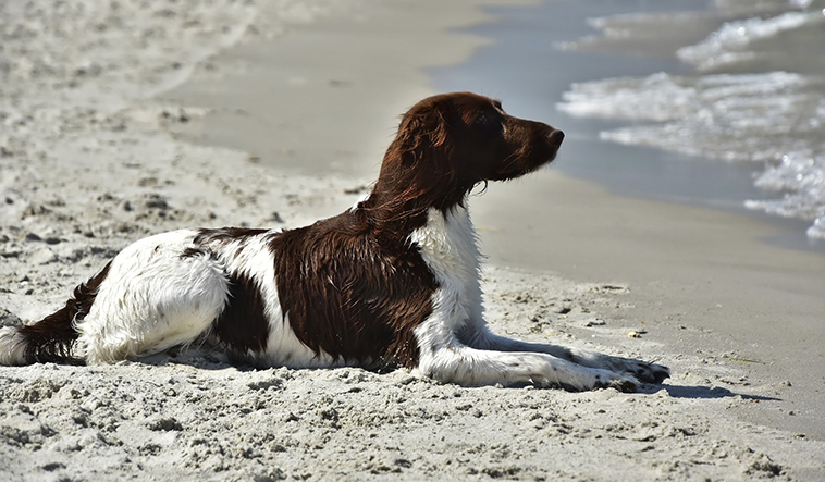 Cane in spiaggia dopo aver effettuato il bagno