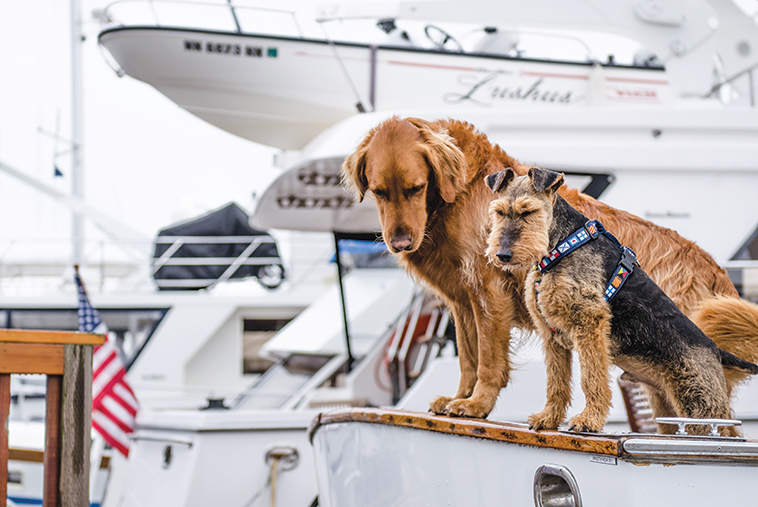 Cani in barca