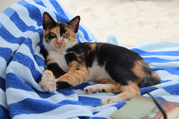 Gatto sull'asciugamano al mare