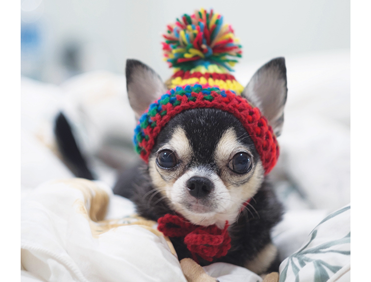 Cane chihuahua con un bellissimo cappellino