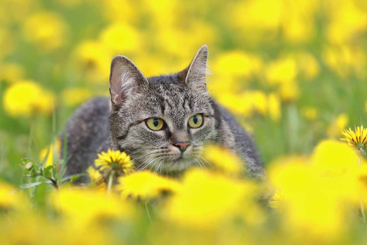 Gatto europeo nascosto tra i fiori di campo