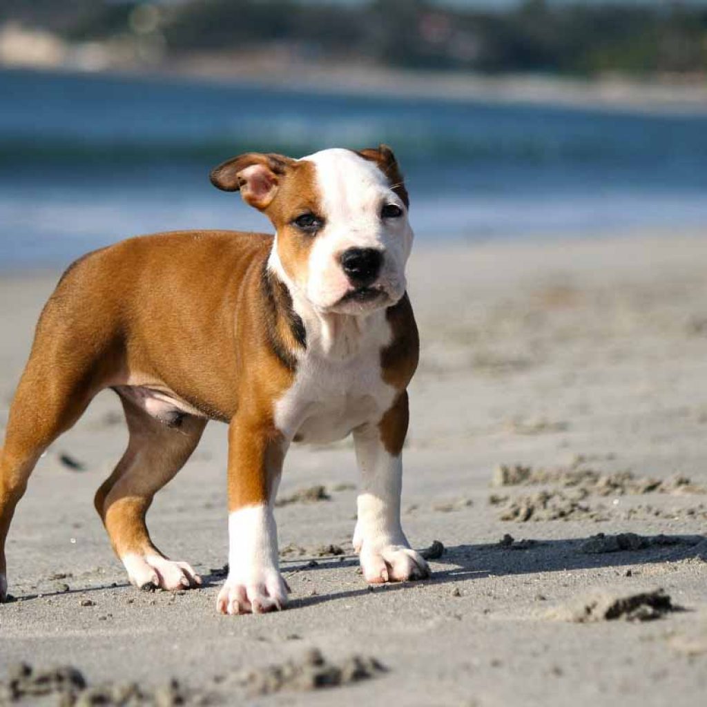 American Pit Bull Terrier Specie Simili