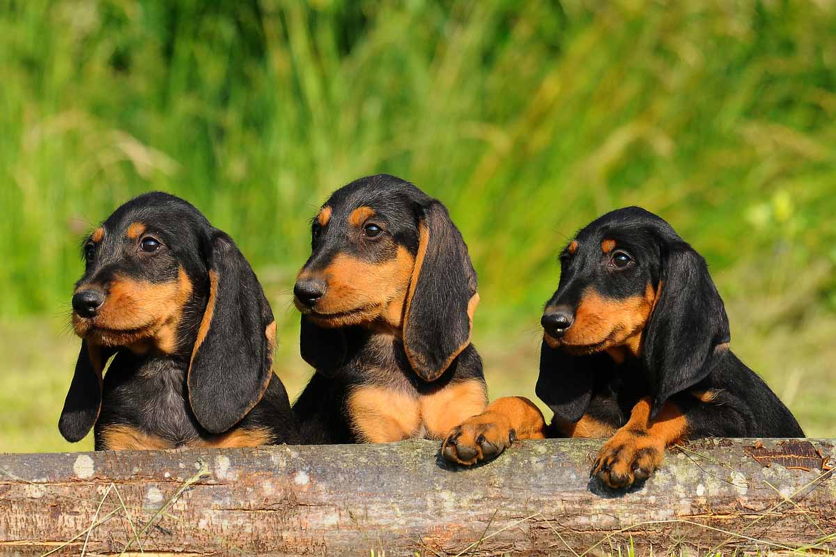 Tre cuccioli di segugio Italiano