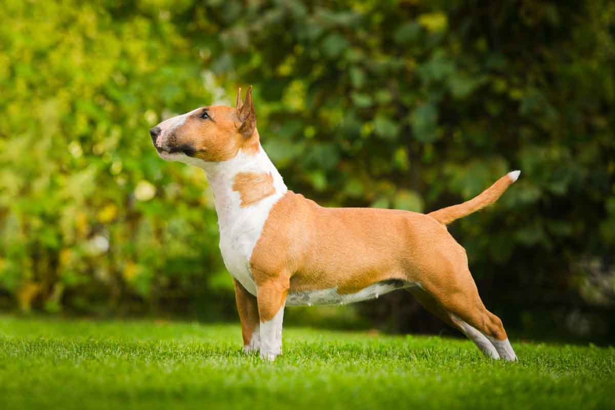 Cane Bull Terrier in posa 