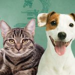 cani con microchip in ita