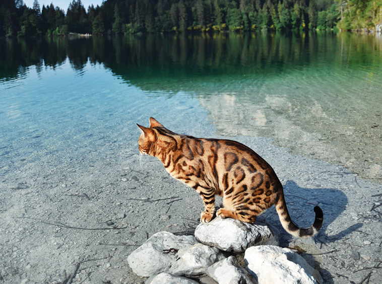 Immagine di Alex il gatto bengala in riva al Lago