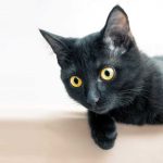 iStock-1501015855-bombay-americano