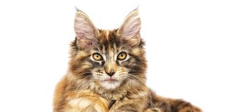 maine-coon-close-up