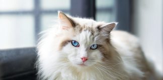 Gatto-ragdoll
