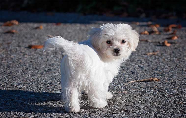 Piccolo cane Maltese in strada color bianco