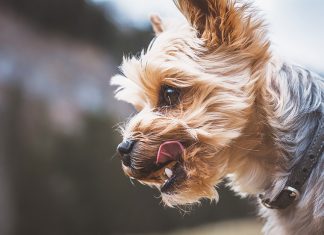 alimentazione-cane-visan-amanova