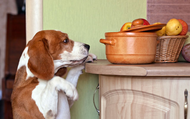 Giochi olfattivi cane che annusa per capire che tipo di cibo c'è