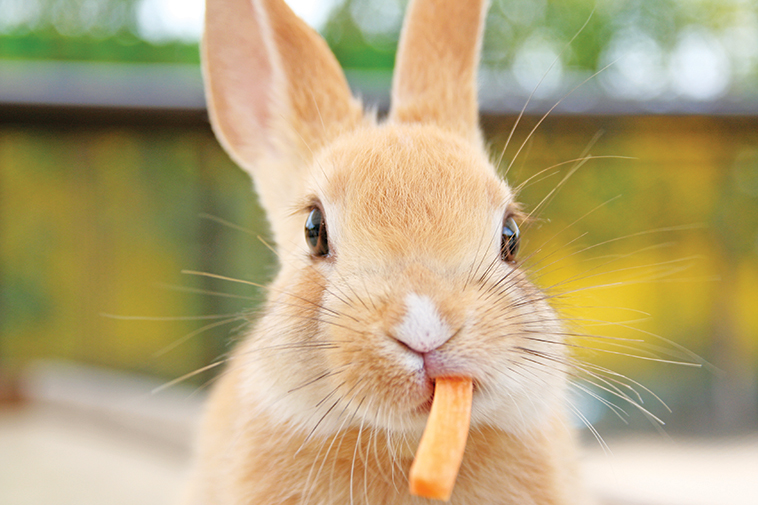 Coniglio che si rosica una carota