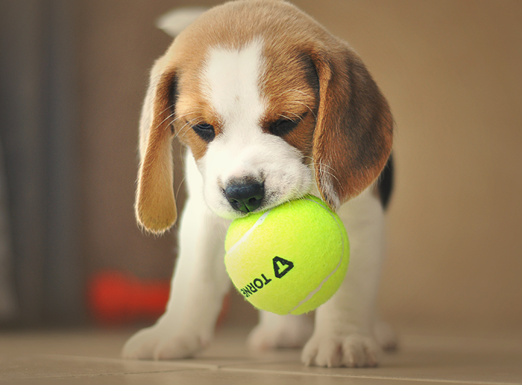 Un beagle in primo piano con una pallina da tennis in bocca