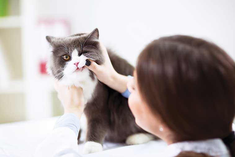 Veterinaria che controlla la salute di un gatto