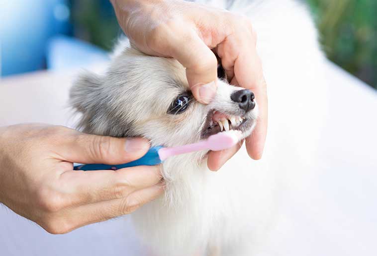 Attenzione per la pulizia dei denti del cane