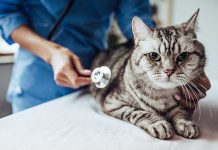 Gestione-della-sterilizzazione-del-gatto