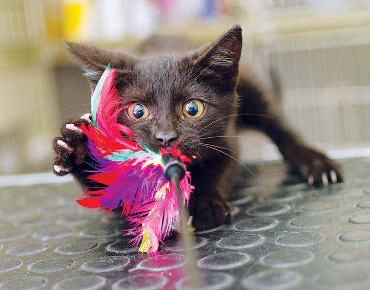 Gattino che gioca con delle piume