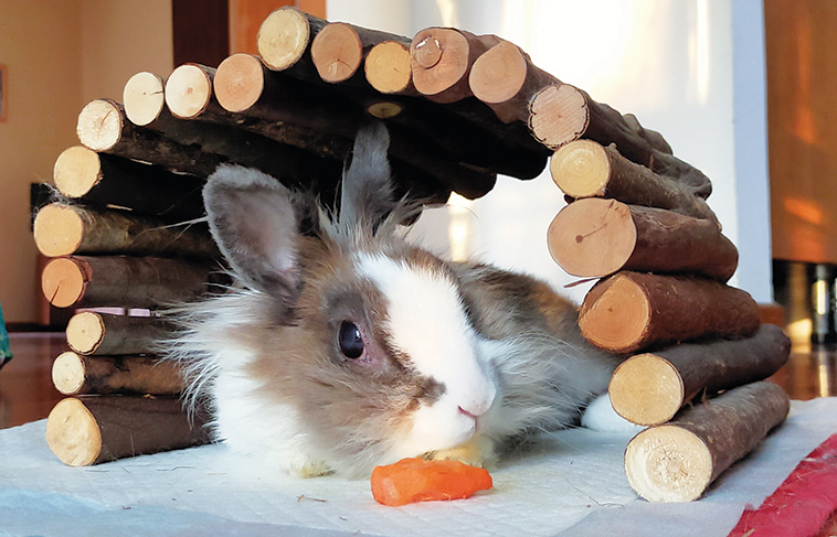 La coniglietta Lucy sotto una catastina di legna 