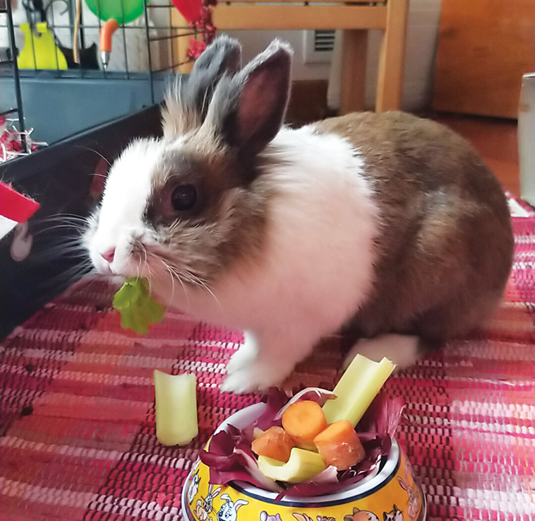 Lucy la coniglietta influencer in primo piano mentre mangia