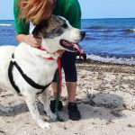 pelosi-in-spiaggia-oipa2