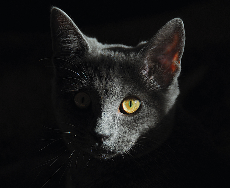 Bellissimo gatto in primo piano con sfondo nero