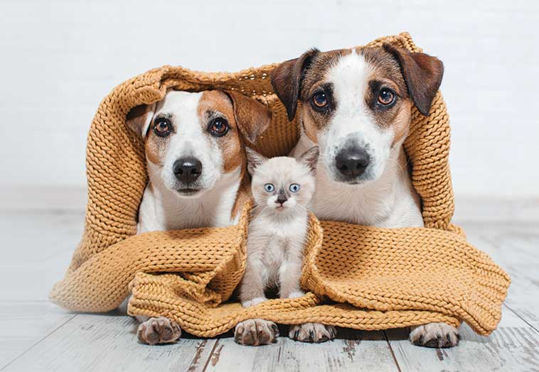 Due jack Russell assieme ad un gattino avvolti in una maglia di lana