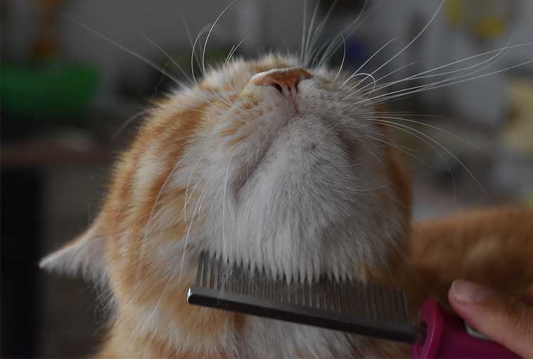 gatto che si lascia pettinare dopo una shampoo terapia