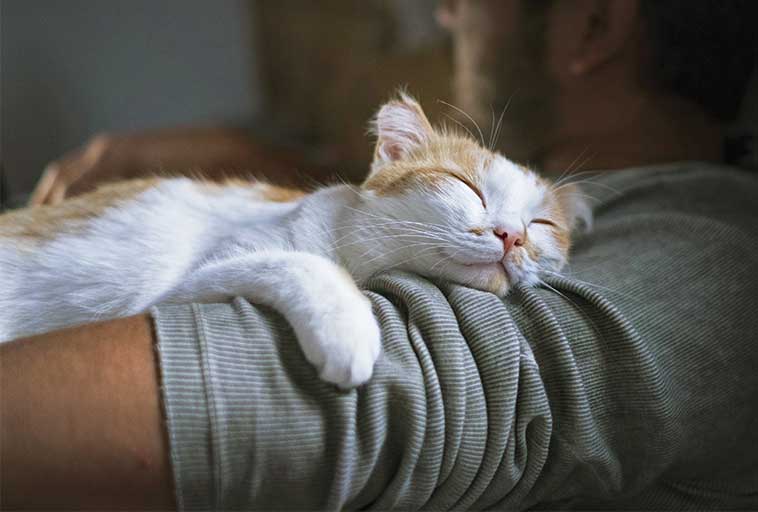 Gatto che dorme tranquillo sul braccio del padrone