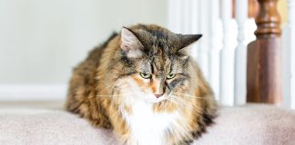 Gatto con artrosi