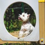iStock-1077422196-percorso-dog-parl
