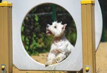 Il canodromo o dog-park iStock-1077422196-percorso-dog-parl