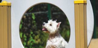 iStock-1077422196-percorso-dog-parl