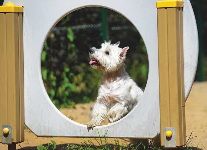 iStock-1077422196-percorso-dog-parl
