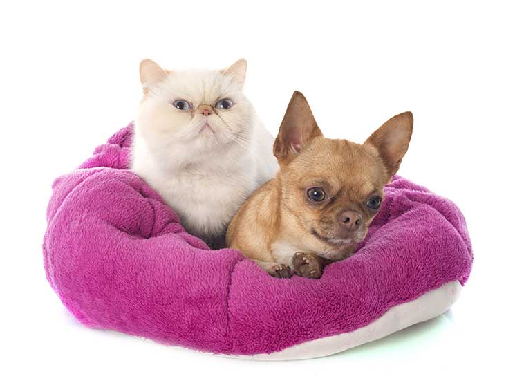 Cane e gatto nella cuccia assieme