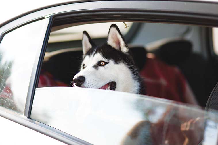 Cane in auto al finestrino aperto