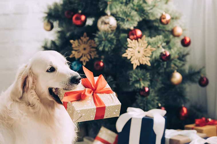 Un cane nell'immagine con il regalo di natale