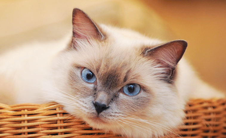 Un bellissimo gatto dentro una cesta come cuccia