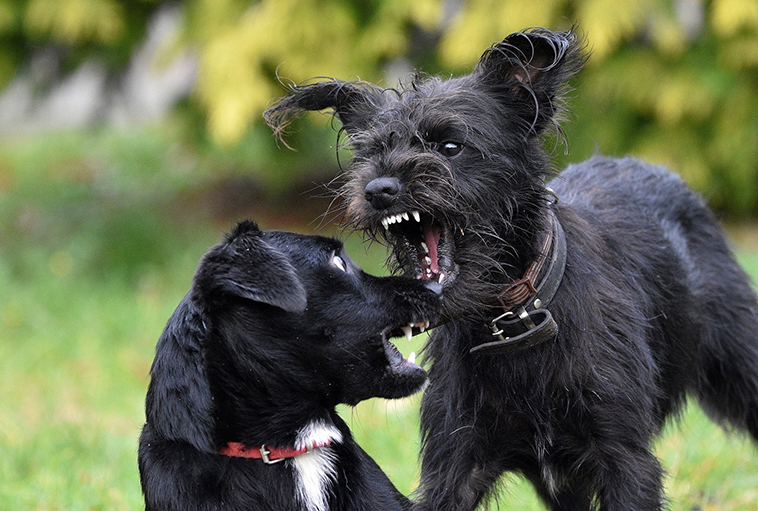 due cani che si combattono