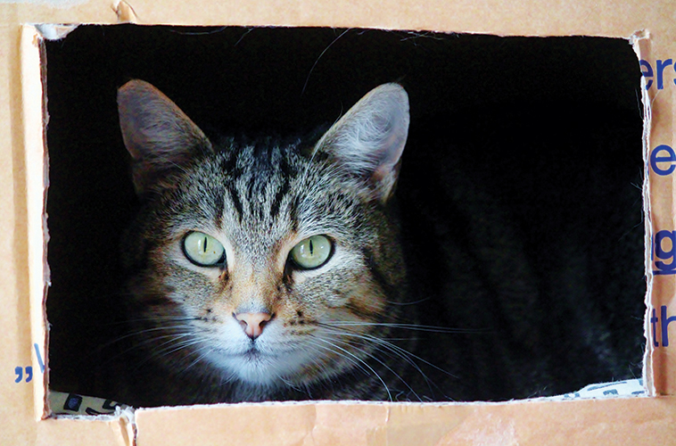Gatto nascosto in una scatola tagliata su misura