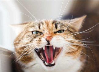 aggressività-dei-gatti