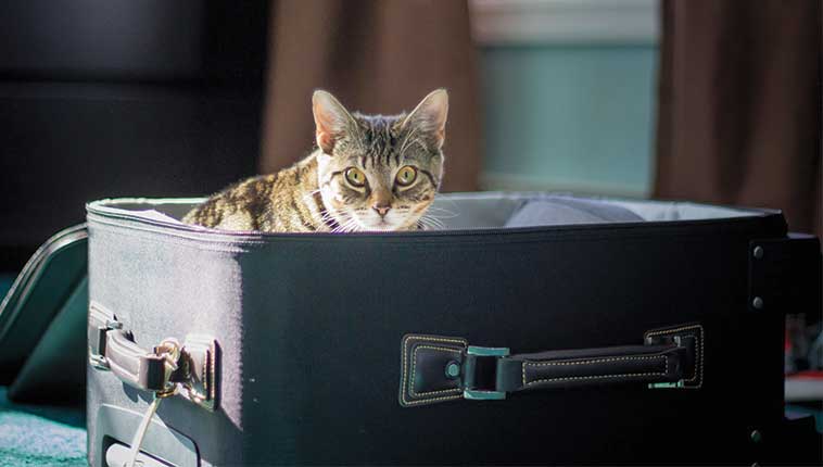 Gatto nella valigia 