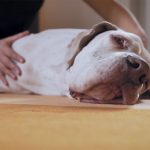 osteopatia-per-cani