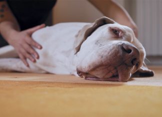 osteopatia-per-cani